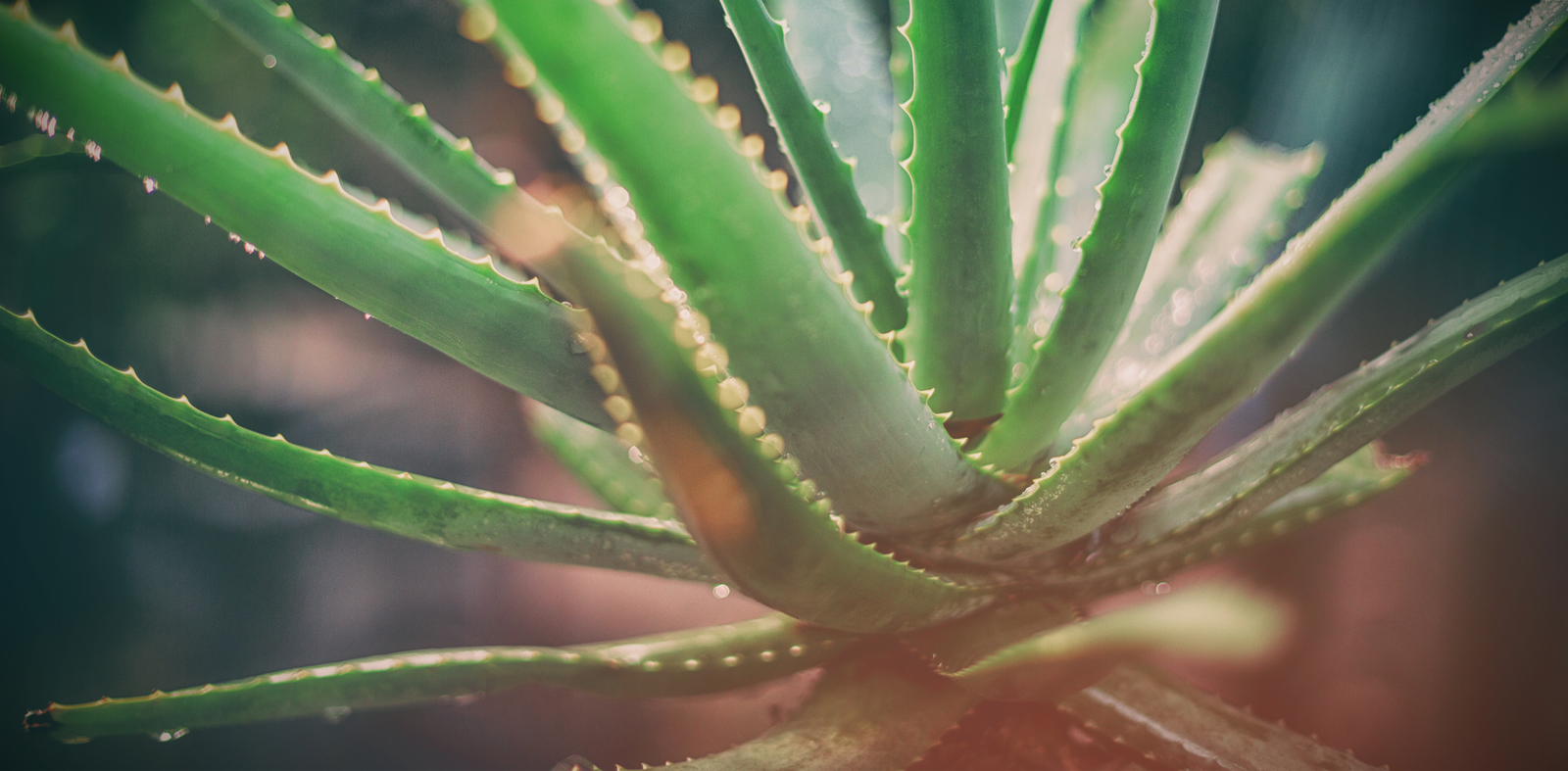 Een Aloe Vera Plant Kopen Dit Moet Je Zeker Weten Gold Designers   Aloe Vera Plant Kopen 